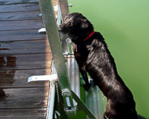 Docker Dog Dock Ladder