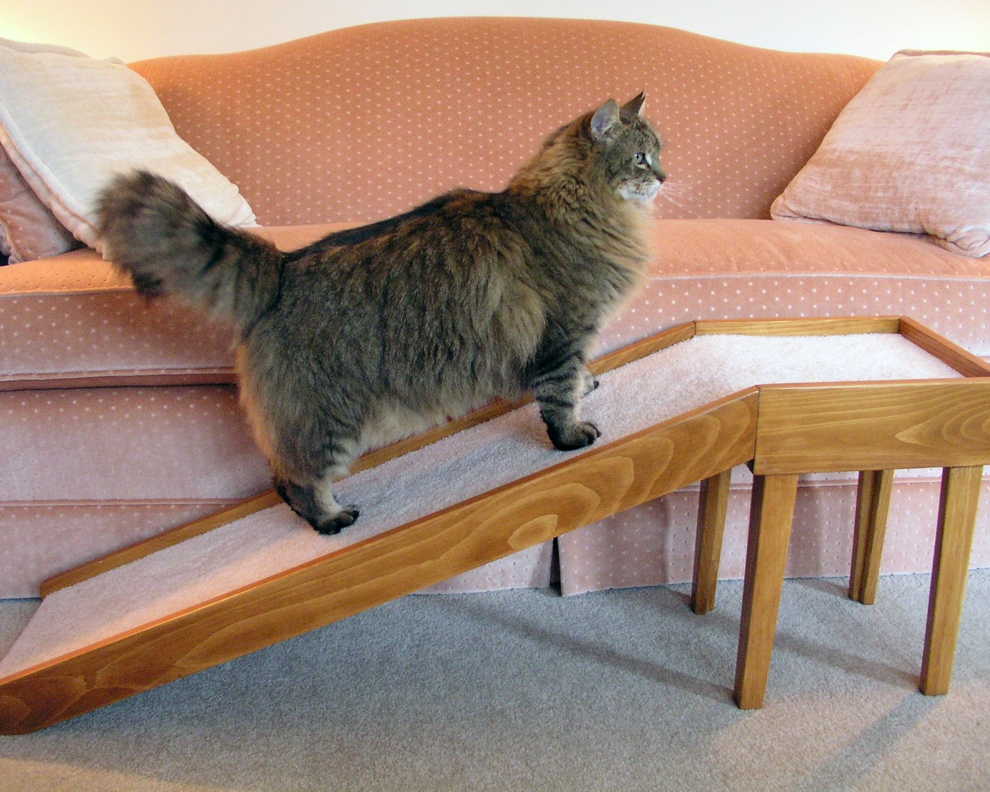 Cat ramp 2025