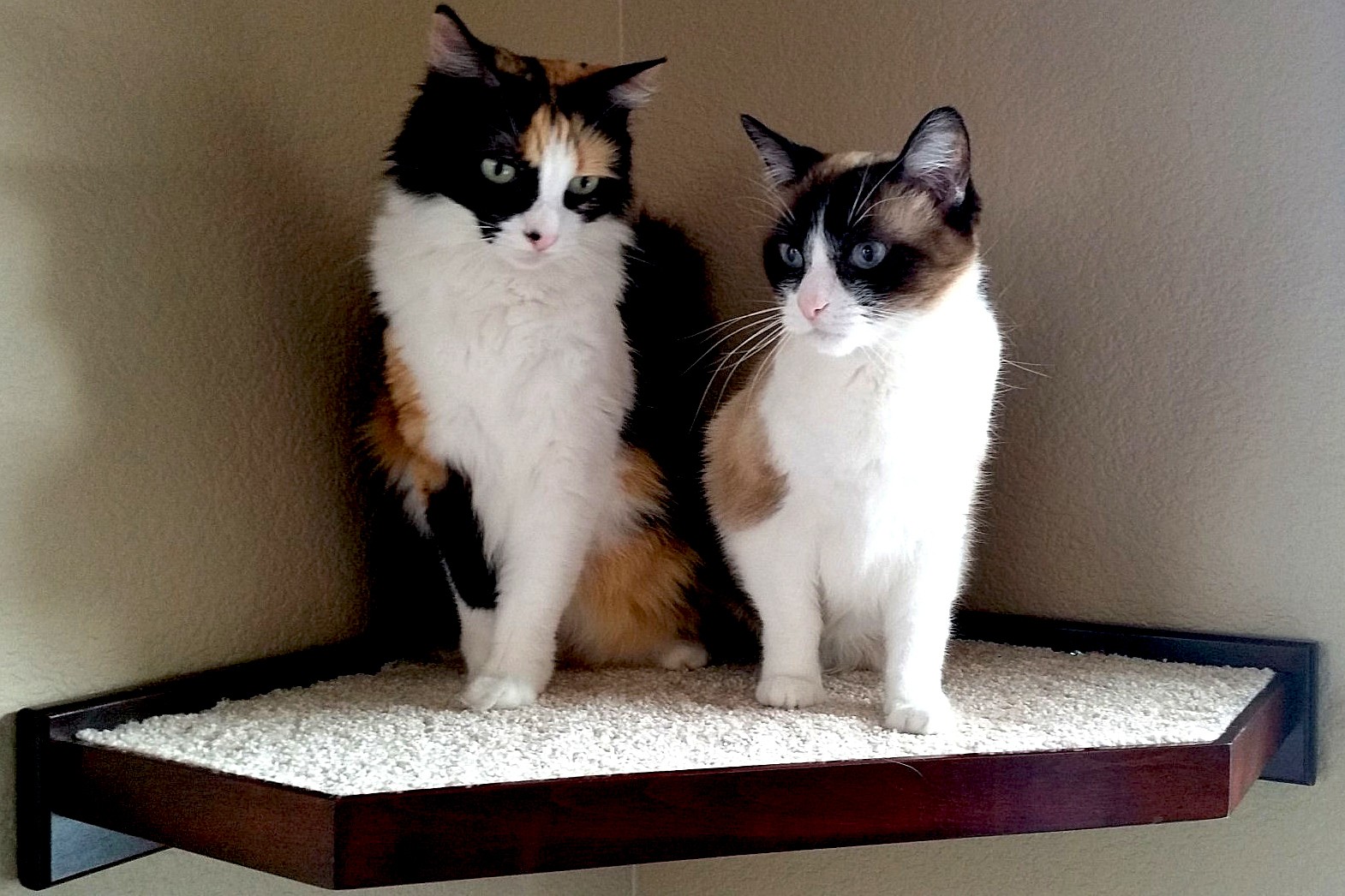 Indoor Cat and Kitten