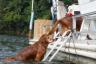 Pontoon Boat Ladder for Dogs
