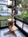 Lucy and Owlie on their new cat tree