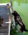 Docker Ladder for Dogs