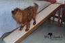Extra Wide Bed Ramp for Pets